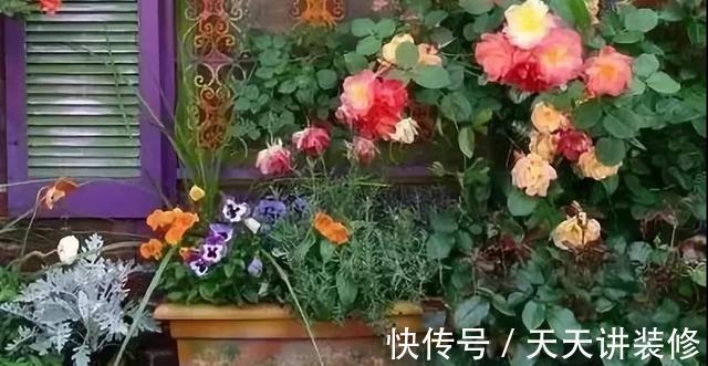 微月|在阳台上打造出一个月季小花园,距离你很近,做好4个方面就行