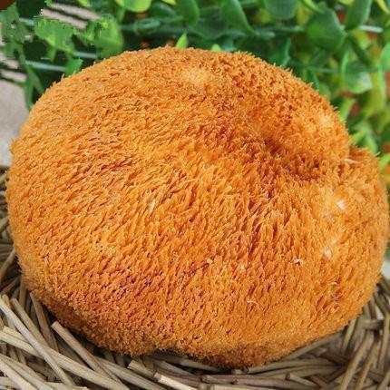 猴头菇|藏在身边的天然“养胃王”, 每天吃一点, 从此胃病不再犯