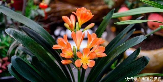 新叶|君子兰有“6怕”，难怪总是养不好，新手规避