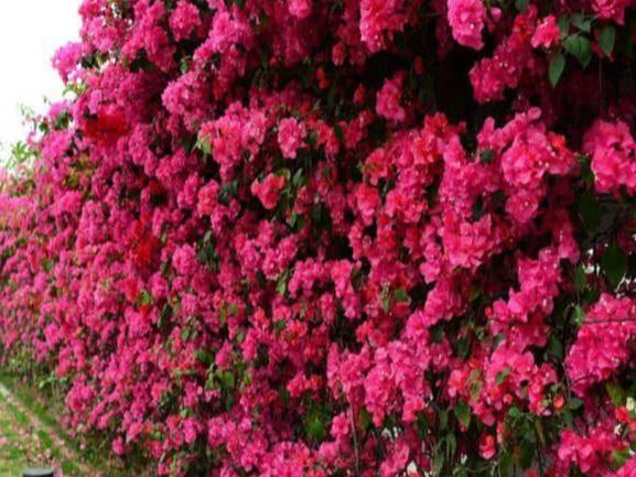 修剪|三角梅的养护方法全在这里,赶快看看,超级实用