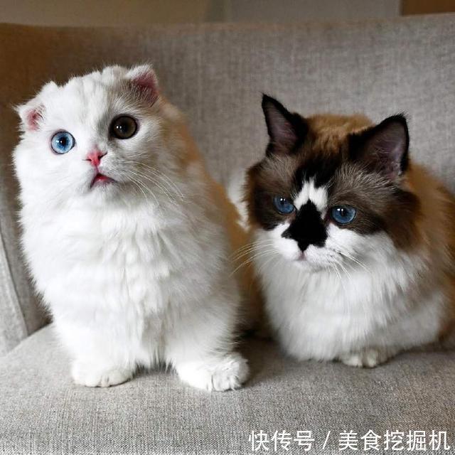 纯种曼基康猫价格