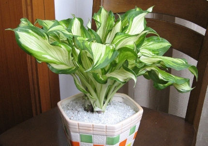 特别|这5种花养家里,既观叶又观花,关键还“有益”健康