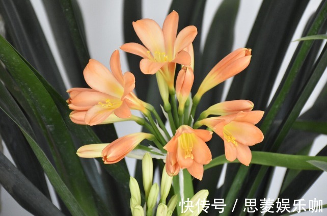 叶子|君子兰有3个症状,及时处理,否则花期不开花