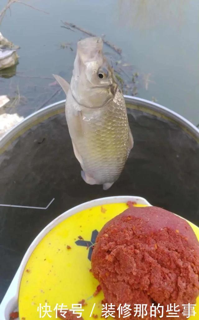 大师·冰鲜南极磷虾饵出场,征服冬鲫