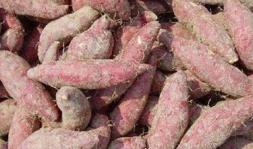 植物纤维|红薯你家里还在吃么,后悔现在才知道,快告诉家人,别不当回事