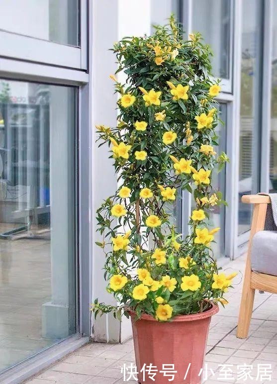 花朵|冬天养几盆法国香水花,开花香又漂亮,比喷香水还好闻!
