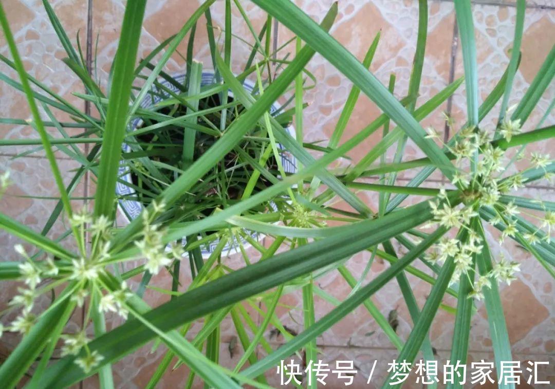 10种花太能喝水,一天一瓢水,7天爆满缸