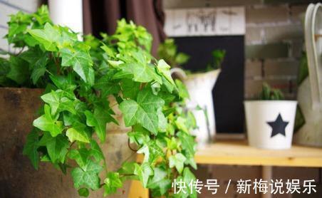 吊兰|这10种盆栽好看又好养，净化空气，但多数家庭都养了最后一种