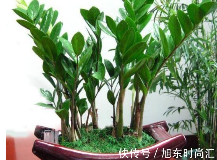 “4种花”旺宅、招财好兆头,寓意好又好养,招财进宝、添福添贵