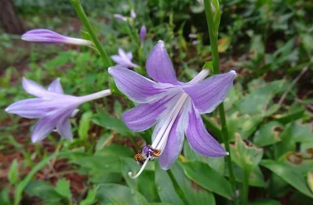 史上最耐阴的花,越阴凉越长得旺,绿萝虎皮兰靠边站