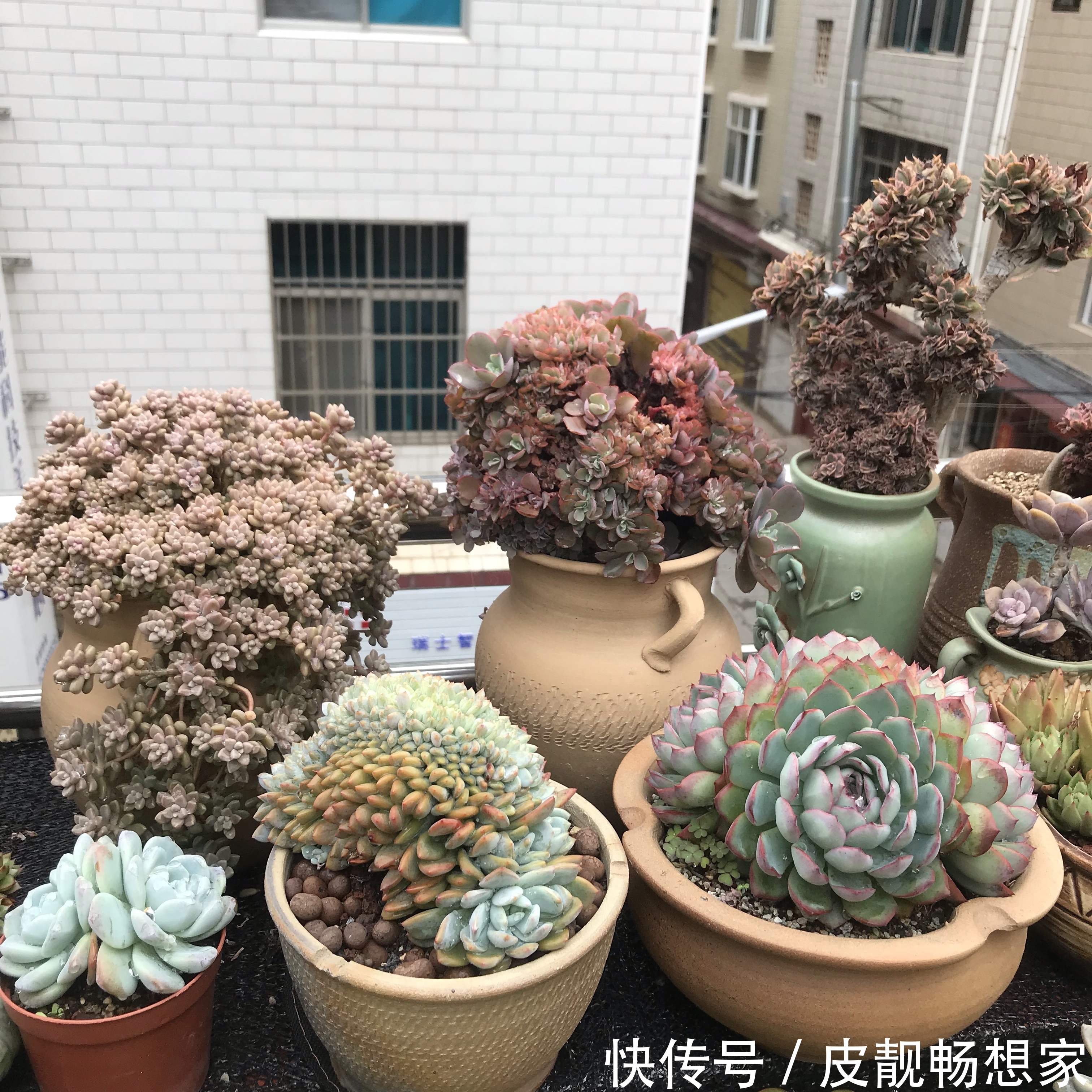 秋季养多肉爆盆技巧,不要犯了3个错,多肉长成大老桩