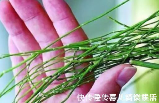 杂草|农村里不起眼的野菜,一斤买到50元,对人体有很大的功效!