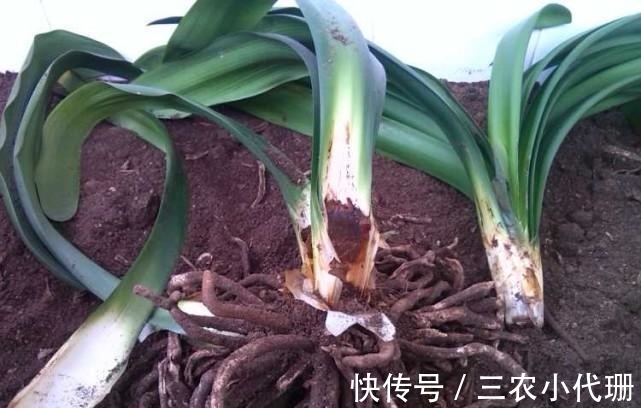 植株体|君子兰烂根怎么办? 用这两个方法, 就不怕烂根了