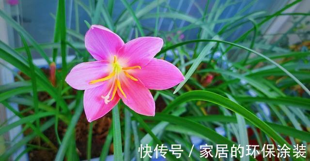 淋雨|下雨天,勤快些,把这些花搬到室外去,多淋雨,生长旺盛,开花多