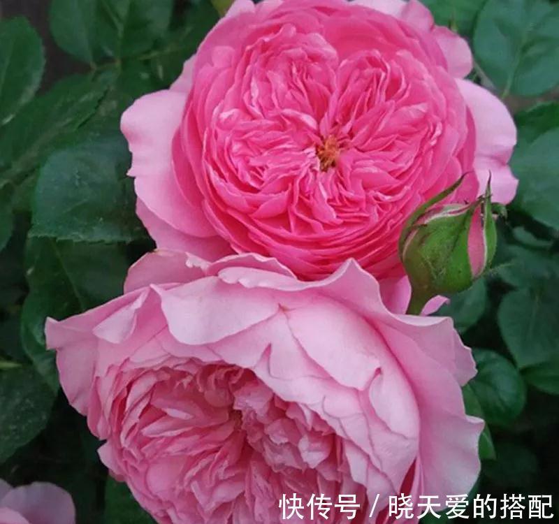 宣传图|为什么我辛辛苦苦种出来的月季,开花和宣传图不一样呢