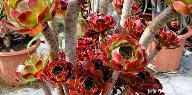 多肉黑法师度夏,记住2个细节,状态美长成一捧黑玫瑰!