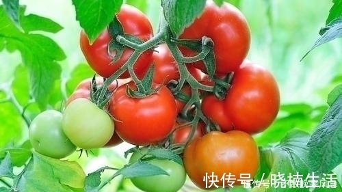 分解酶|提醒，炒西红柿不能放此物，吃了就是给自己找罪受，早知早健康