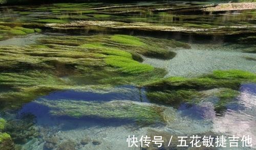 步道|打卡新西兰，北岛的这处“蓝泉”值得一来，还被誉为“天然氧吧”！