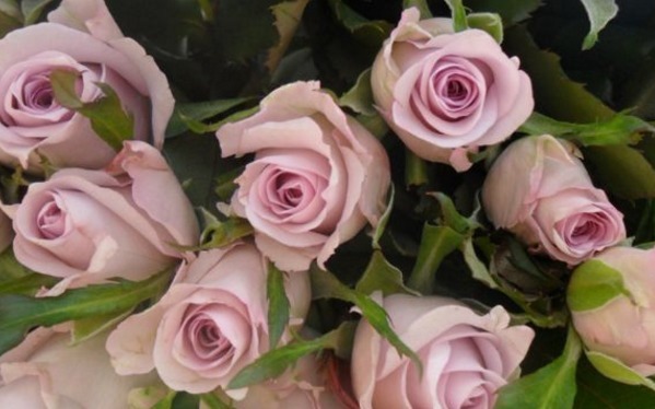 喜欢菊花,不如养盆“精品玫瑰”海洋之歌,淡紫典雅,清香袭人