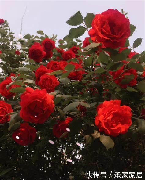 繁花似锦|农历7月5号起，最适合养这些花，四季繁花似锦，花量大又好养