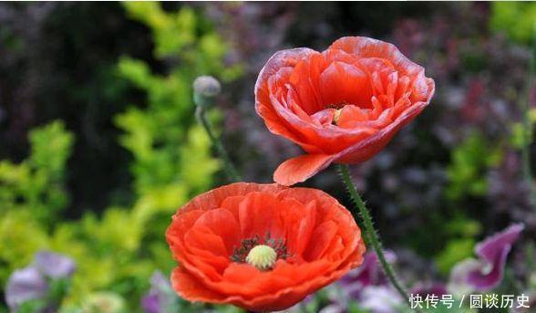 4种花适合新手养,花香沁人心脾,直接开成百花园