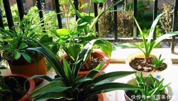 给花草换盆怕入坑掌握6处正确做法,再不用烦恼伤亡问题