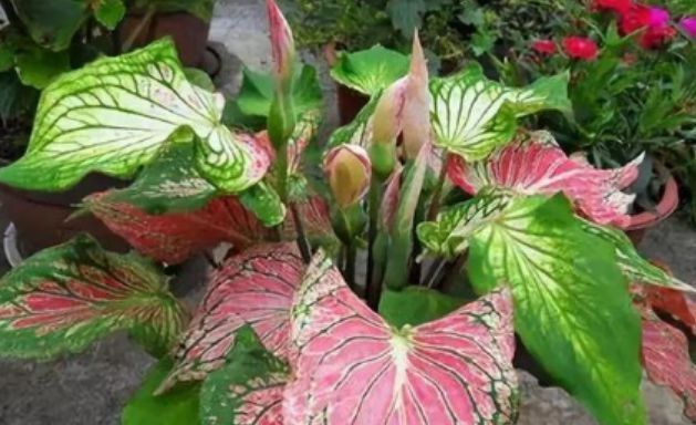 总爱给花浇水那就养这4种花,不怕浇,还越浇越旺