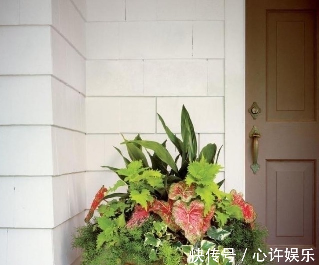 任何容器都能用来做花盆,请收好这30种美丽的花盆搭配设计