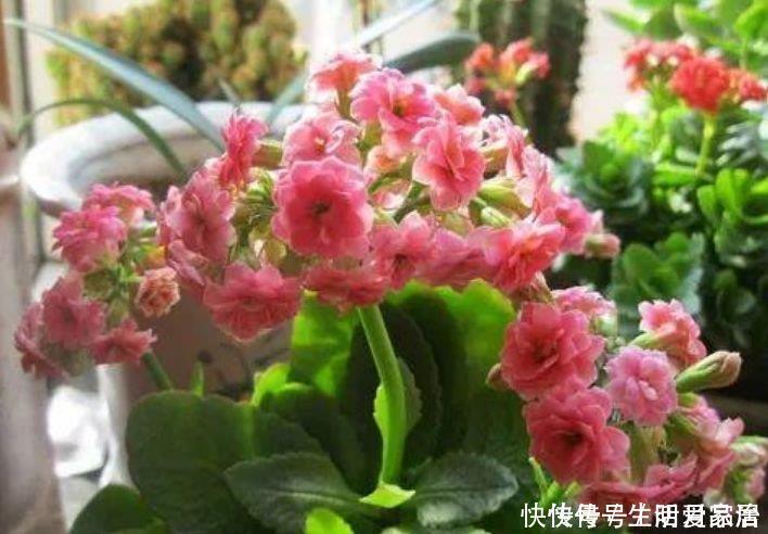 “4种花”随便养,招财纳福好运来,日子越过越红火