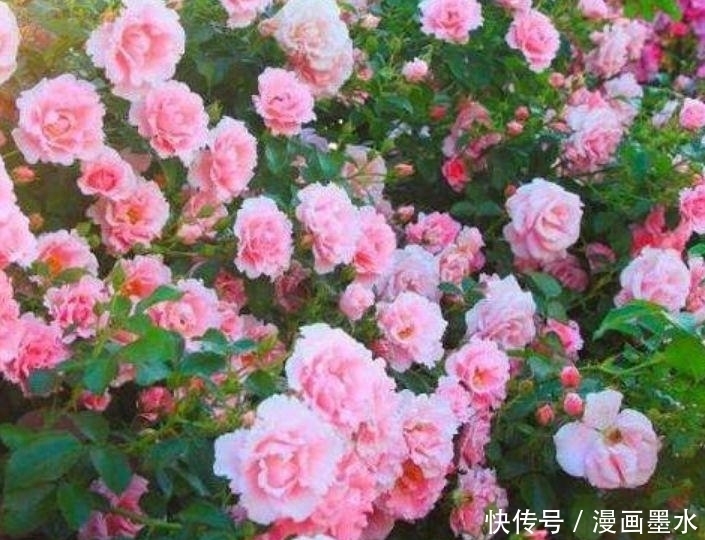 家里阳台必养此款花卉，耐寒易打理，一年四季都赏花
