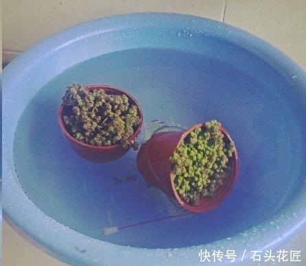 养花“干透浇透”你真的懂吗？很多人做错了，难怪盆土板结！