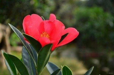 花期最长的茶花，四季茶花怎么养护知道吗？注意几点四季都能开花