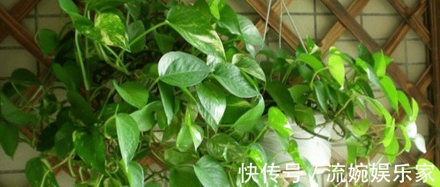 茂密|萌新绿萝黄叶别扔掉,这样剪1刀,来年又是1盆茂密的绿萝