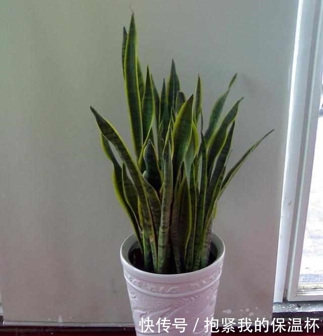 客厅里的发财树养死了、金钱树也挂了,你养这个吧!好看养不死!