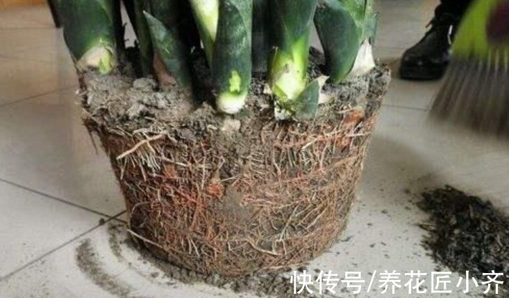 花盆|秋季养虎皮兰，发现有3个“症状”，赶紧换盆，现在更容易成活