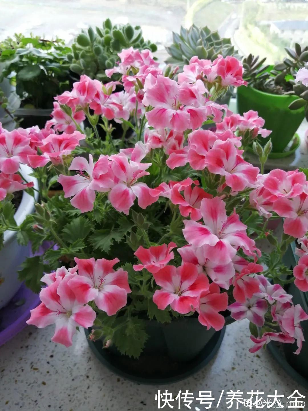 冬天好养的花，皮实不娇气，颜值高上档次，咋养都开花