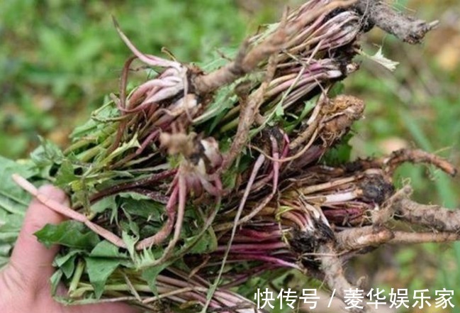 自己晒的蒲公英喝着放心老中医再次提醒,答案或和你想的不一样