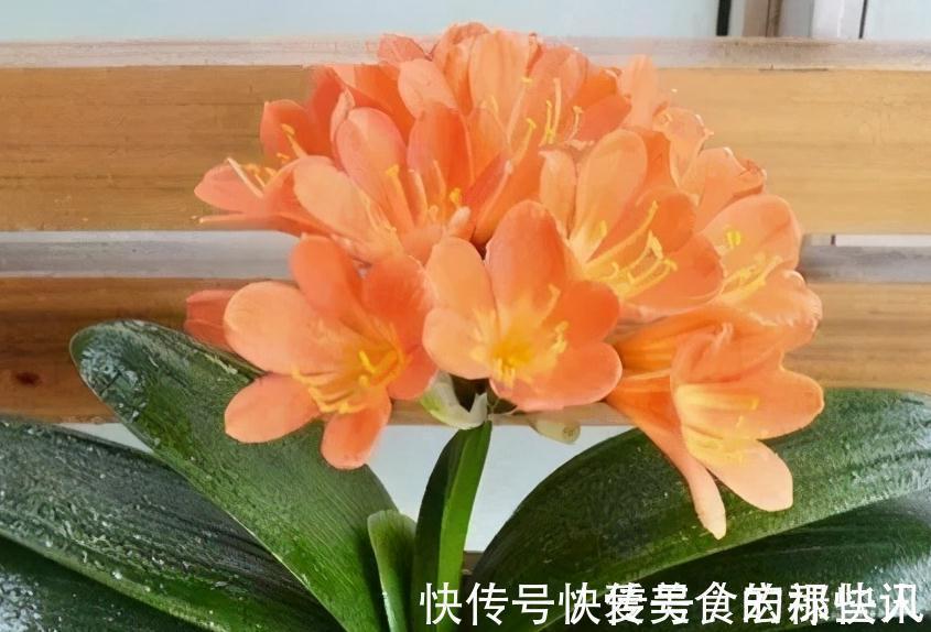 腐熟|君子兰容易饿,盆里用3种肥,根系壮,片油绿,开花旺