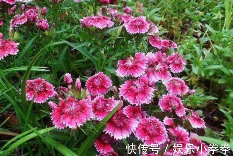 花卉|开春种下几种花，养俩月就能开爆花，轻松开出花海