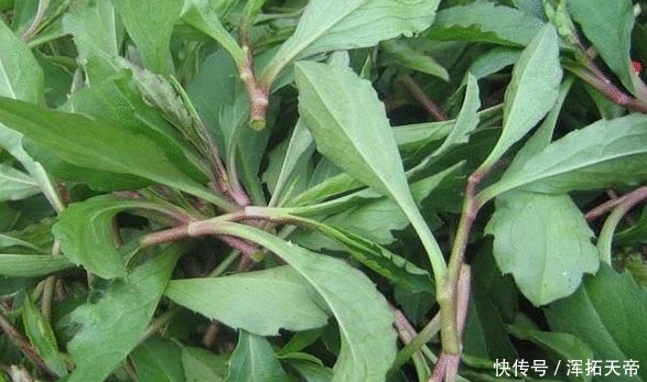 菊科马兰属|农村路边的野菜马兰头,你知道它的功效与作用吗