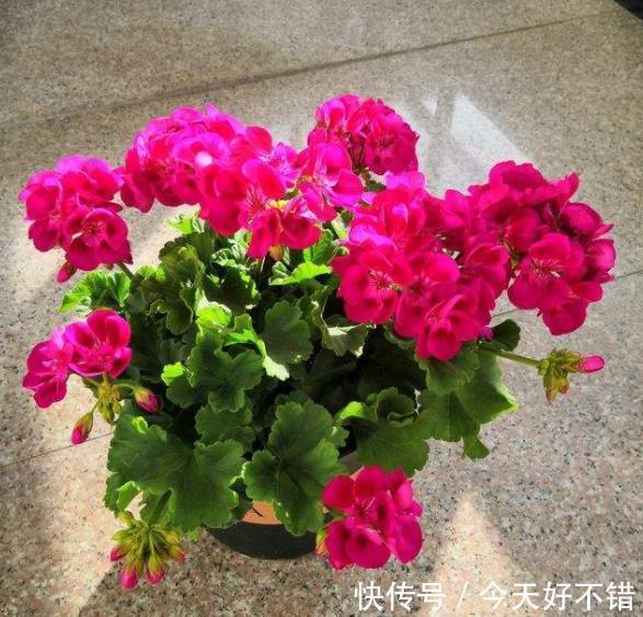 此款红花真喜庆,皮实好养爱开花,一开就是大半年,值得拥有