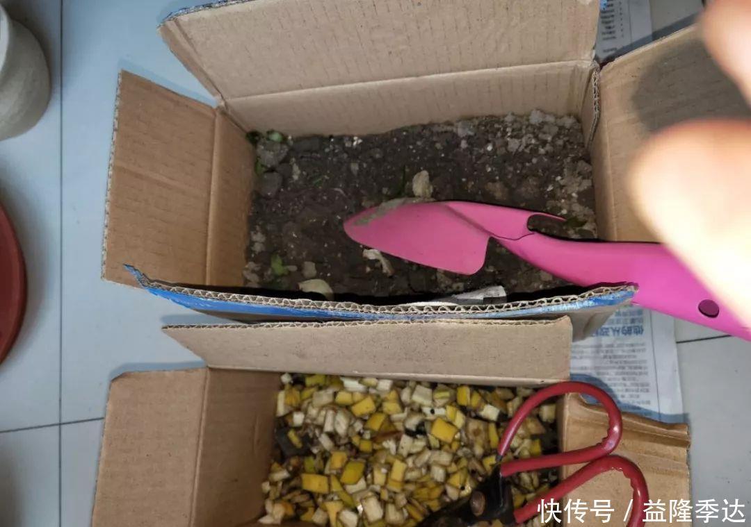 煤渣|家里吃剩的果皮,拿来养花嗖嗖长,不黄叶、开花多