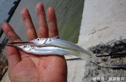 此鱼嘴巴尖细,很难钓到,聪明的渔民有办法放“针良船”