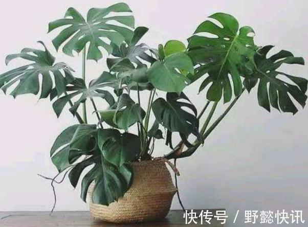 空气|净化空气室内盆栽这3款绿植,夜间不与人争氧,还促进睡眠