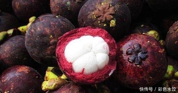 看了山竹的采摘过程,才知道为什么山竹卖的这么贵,还真需要技术