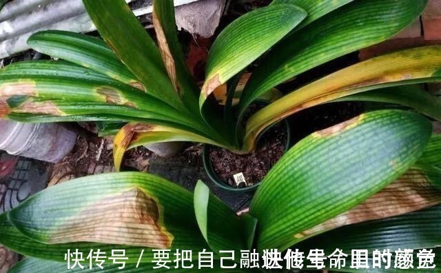 兰花|秋凉后,养3种花,最好换盆、换土,到时候不开花、黄叶