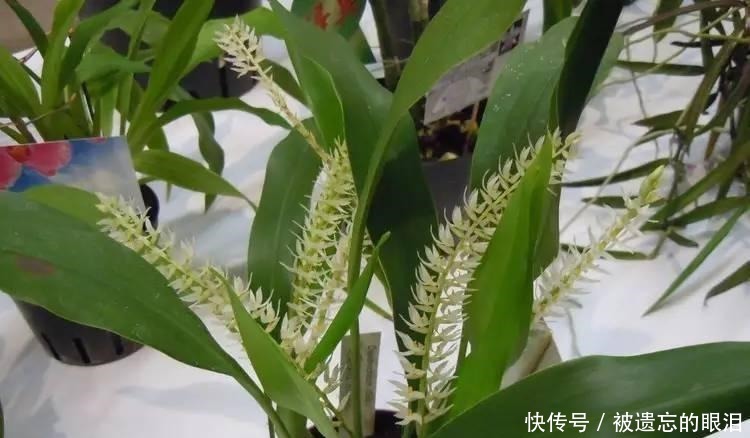 懒人|为懒人准备的6种盆栽花卉, 一两个月忘记浇水也能活得滋润!