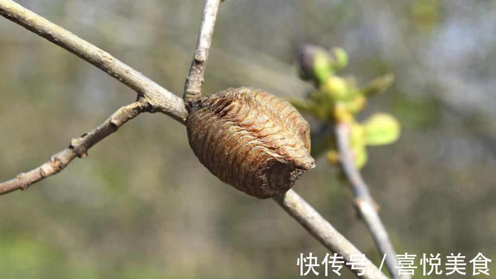 绿大娘|农村俗语“公牛不上床,快找绿大娘”什么意思?为何还有人相信?