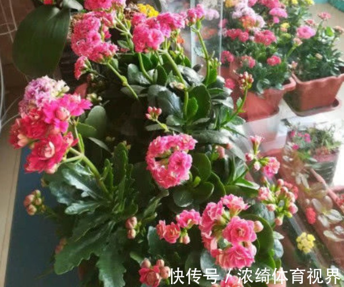 花长寿花|养人又旺财的“4种花”，寓意好又漂亮，开花吉祥富贵，事业高升