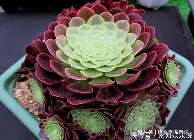 法师|多肉嘉年华法师平常十分低调,但养出状态后它的颜值不输任何多肉